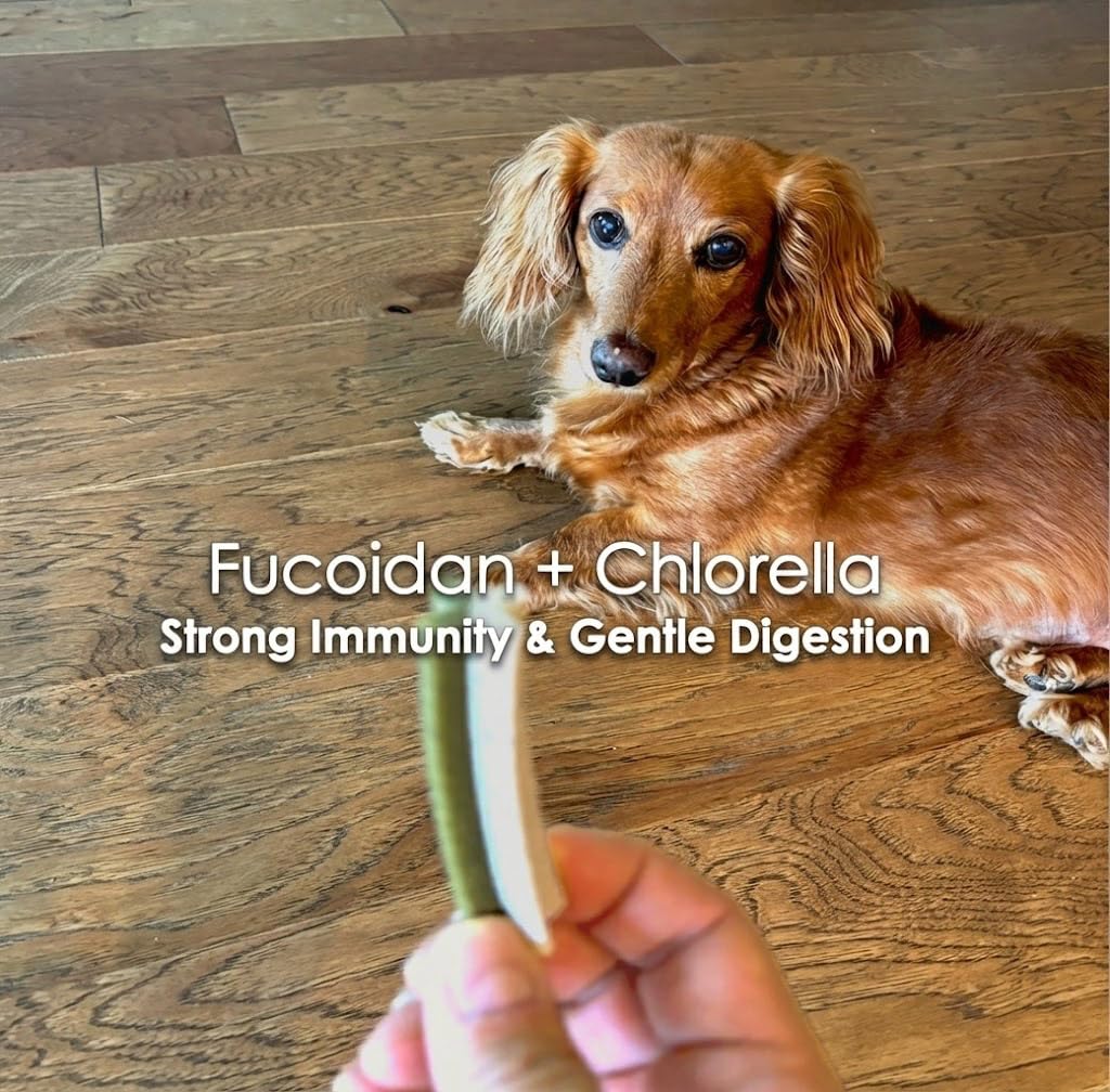 Fabrechew Fucoidan Functional Supplement Chew for Dogs - Immune System & Digestive Health Booster with Seaweed Superfoods Treats