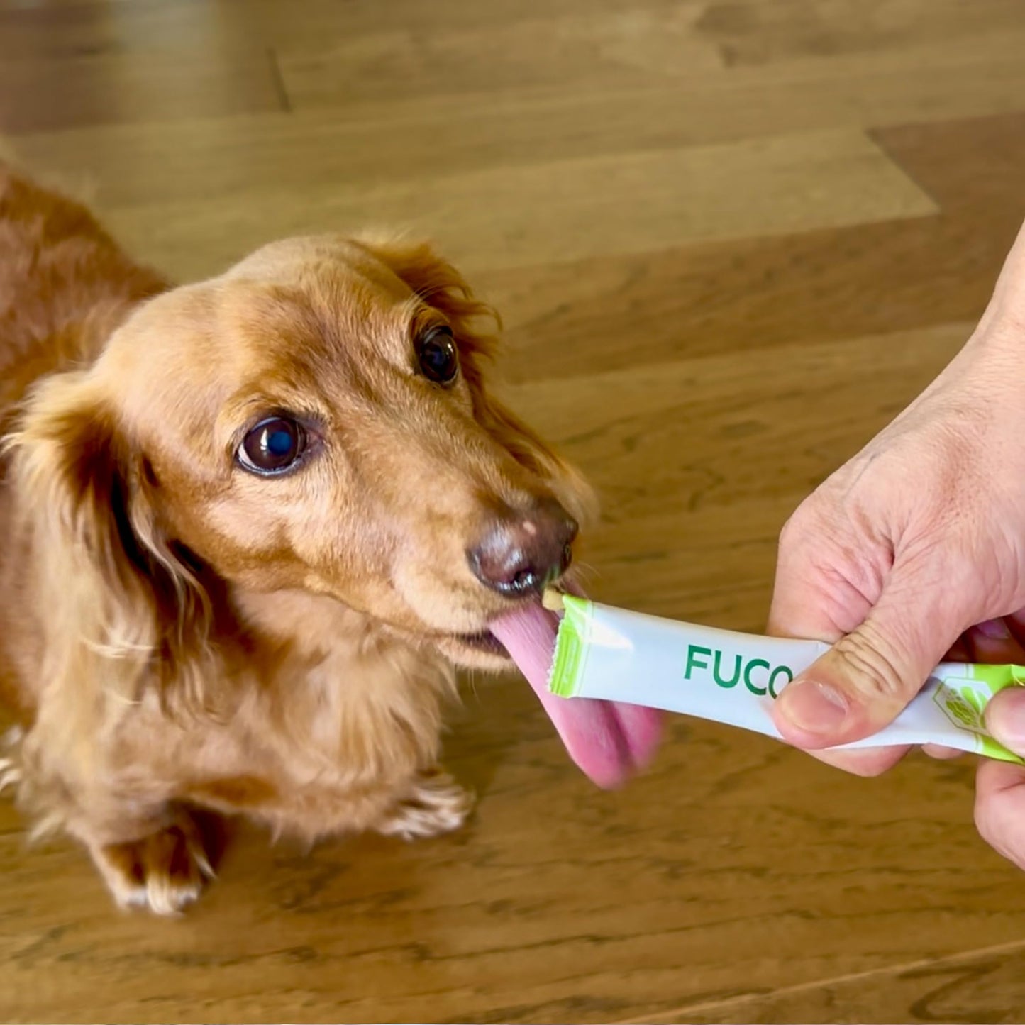 Fabrechew Fucoidan Dog Treats – Seaweed-Based Functional Chews for Immune, Digestive & Stool Support, Hypoallergenic, No Meat (Soft Gel)