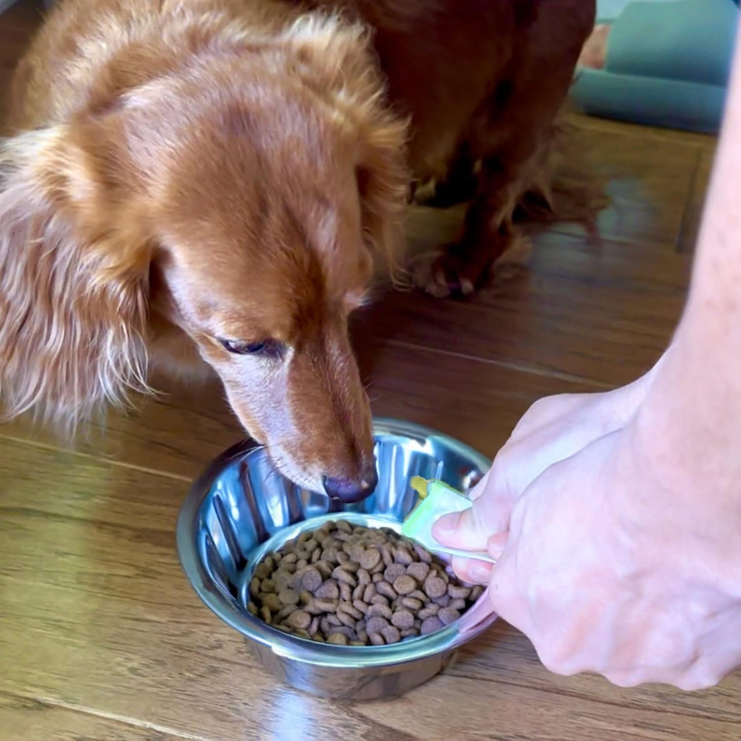 Fabrechew Fucoidan Dog Treats – Seaweed-Based Functional Chews for Immune, Digestive & Stool Support, Hypoallergenic, No Meat (Soft Gel)